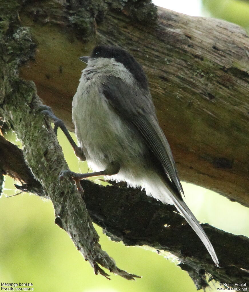 Willow Tit