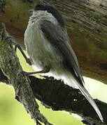 Willow Tit