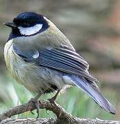 Great Tit