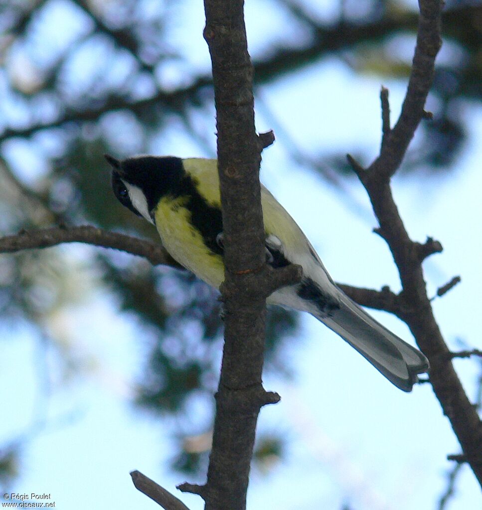 Mésange charbonnière mâle adulte