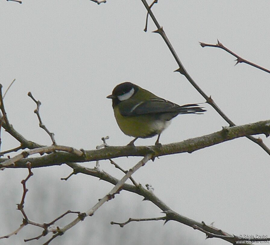 Great Tit female adult