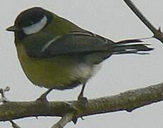 Great Tit