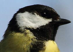 Great Tit