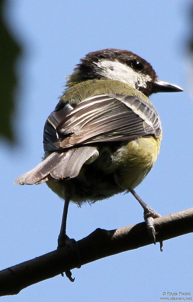 Mésange charbonnière, identification