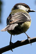 Great Tit