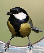 Great Tit