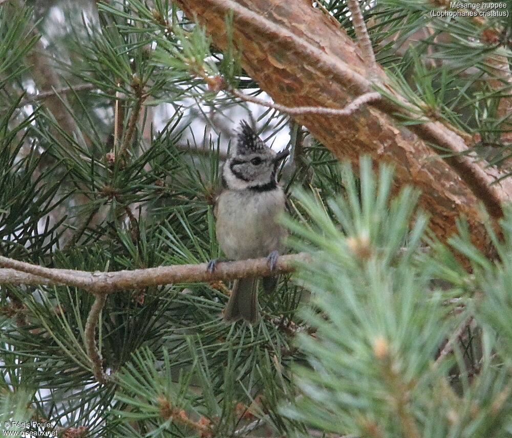 Mésange huppée