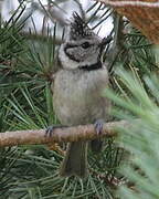 European Crested Tit