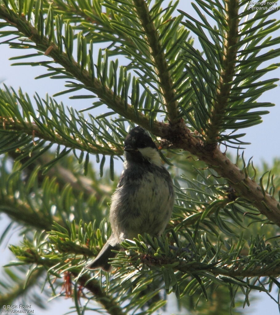 Coal Tit