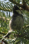 Coal Tit