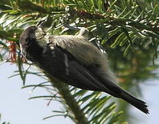 Coal Tit