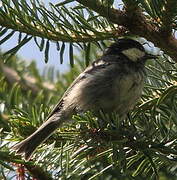 Coal Tit