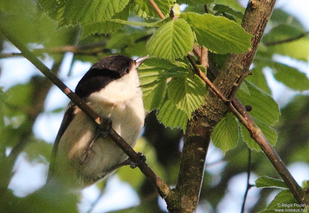 Mésange nonnette