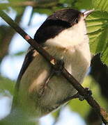 Marsh Tit