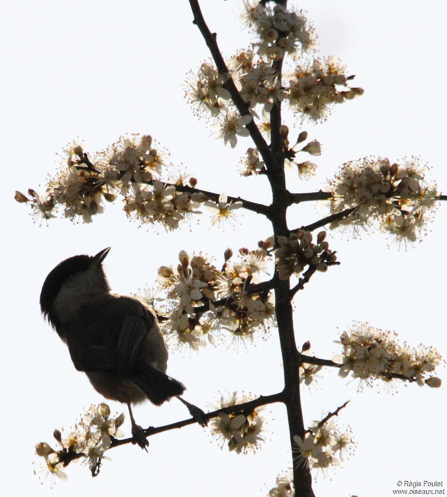 Marsh Tit, feeding habits