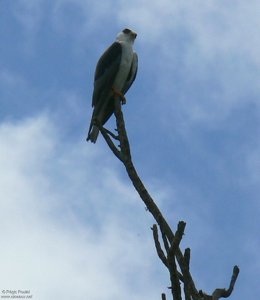 Plumbeous Kiteadult