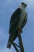 Plumbeous Kite