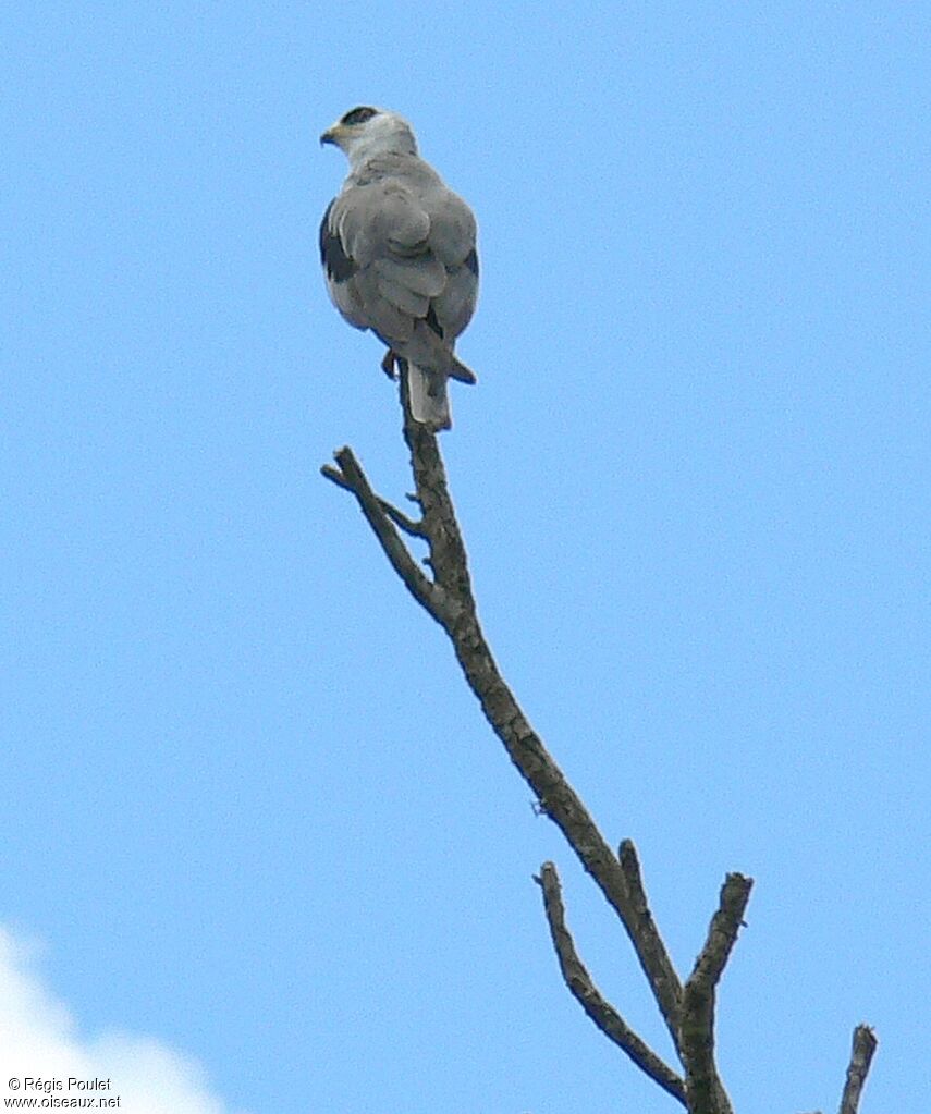 Plumbeous Kiteadult