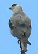 Plumbeous Kite