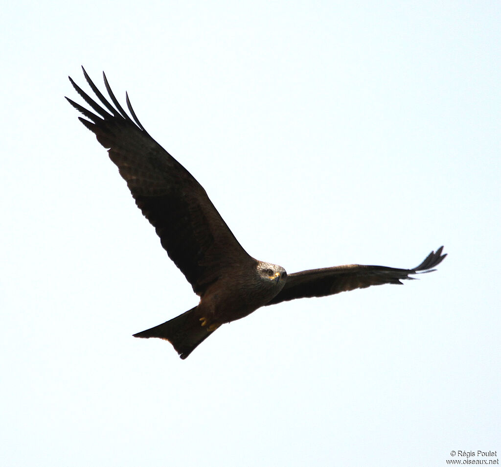 Black Kiteadult, Flight