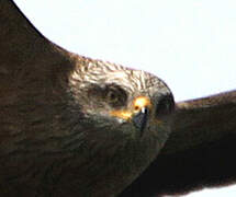 Black Kite