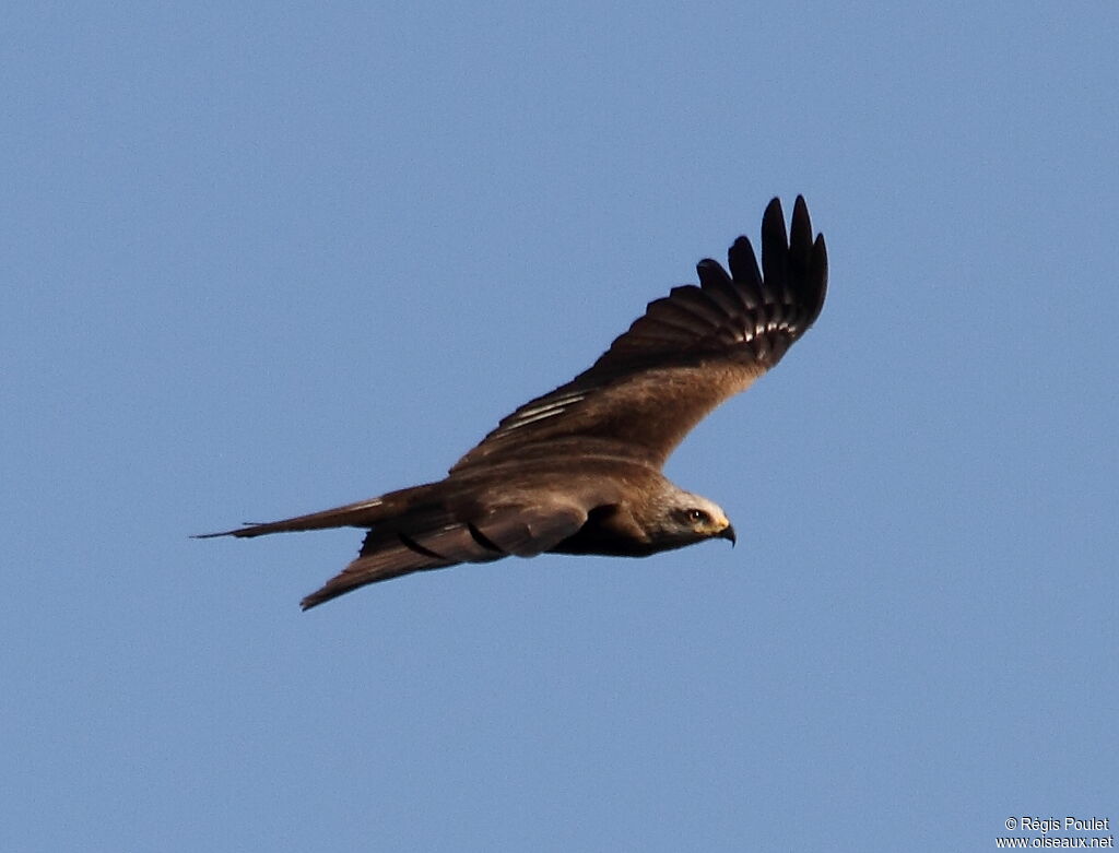 Black Kite, Flight