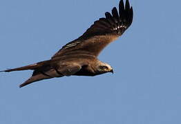 Black Kite