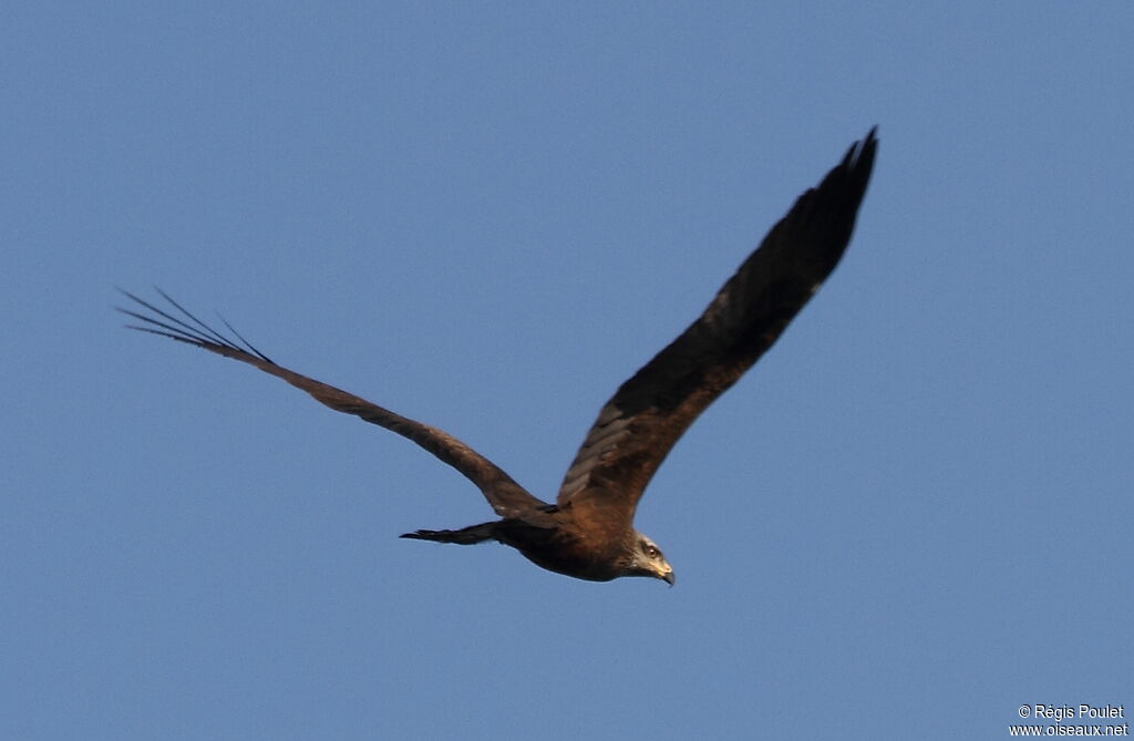 Black Kite, Flight