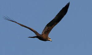 Black Kite