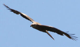 Black Kite