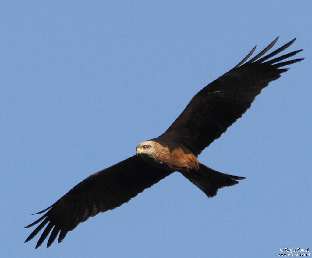 Black Kite, Flight