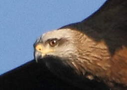 Black Kite