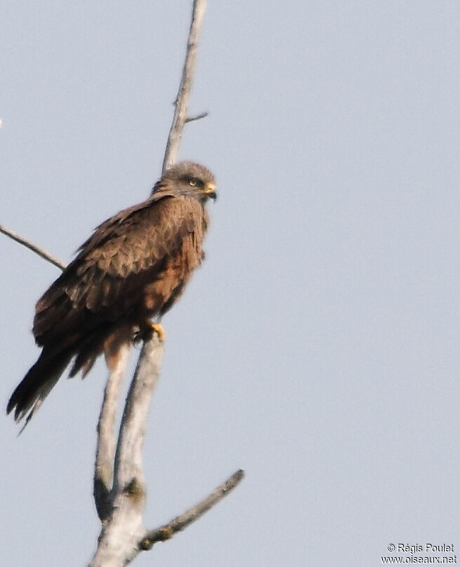 Black Kite