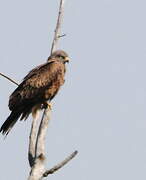 Black Kite