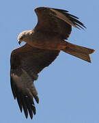 Black Kite