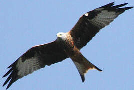 Red Kite