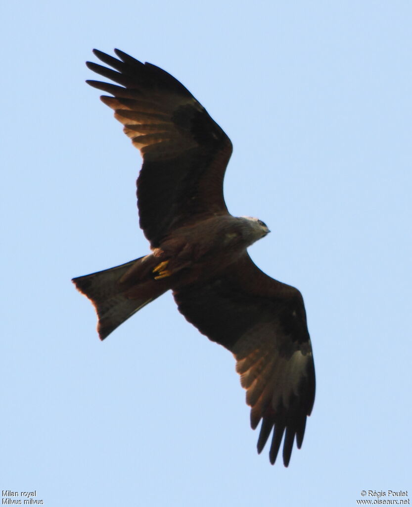 Red Kiteadult, Flight