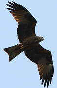 Red Kite