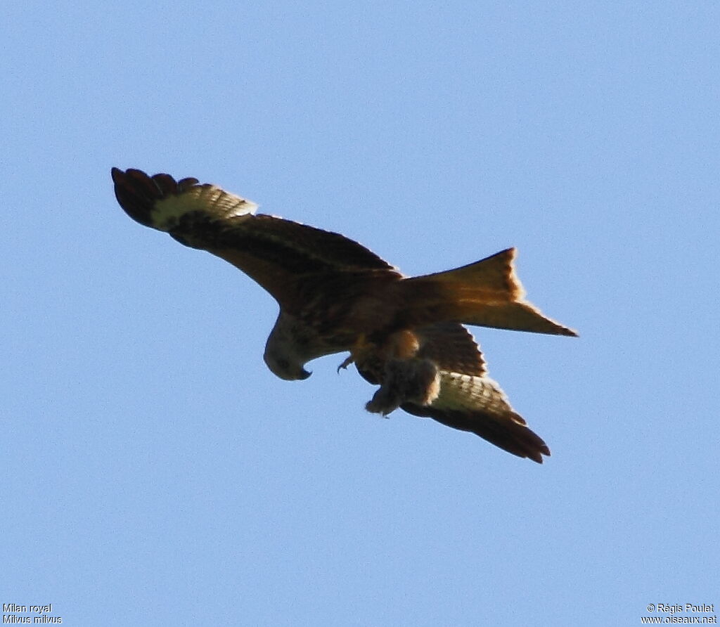 Red Kiteadult, feeding habits