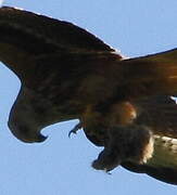 Red Kite