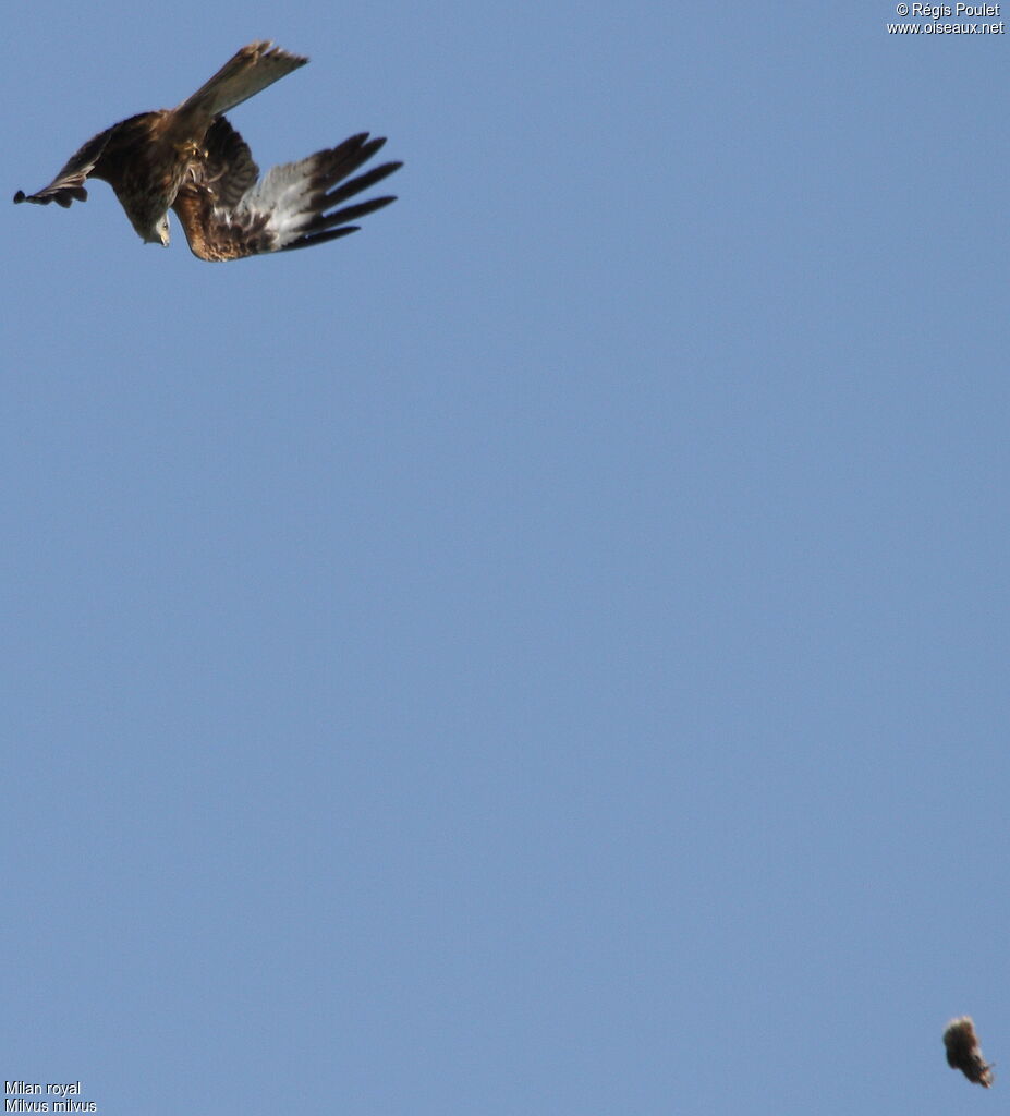 Red Kite, Flight, feeding habits