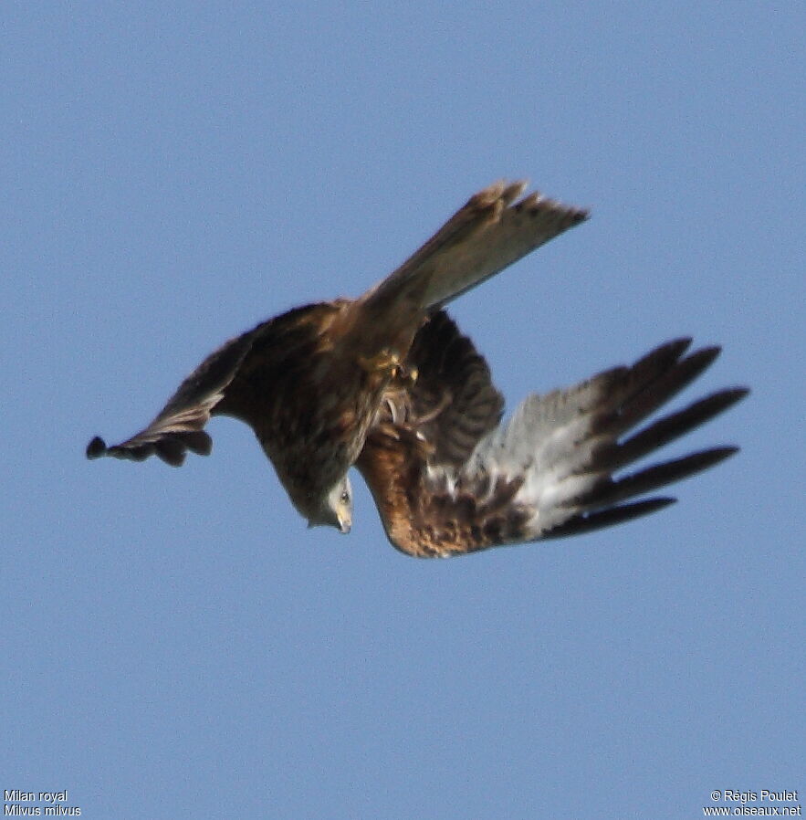 Red Kite, Flight