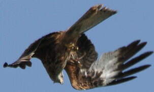 Red Kite