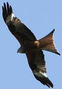 Red Kite