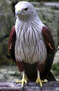 Brahminy Kite