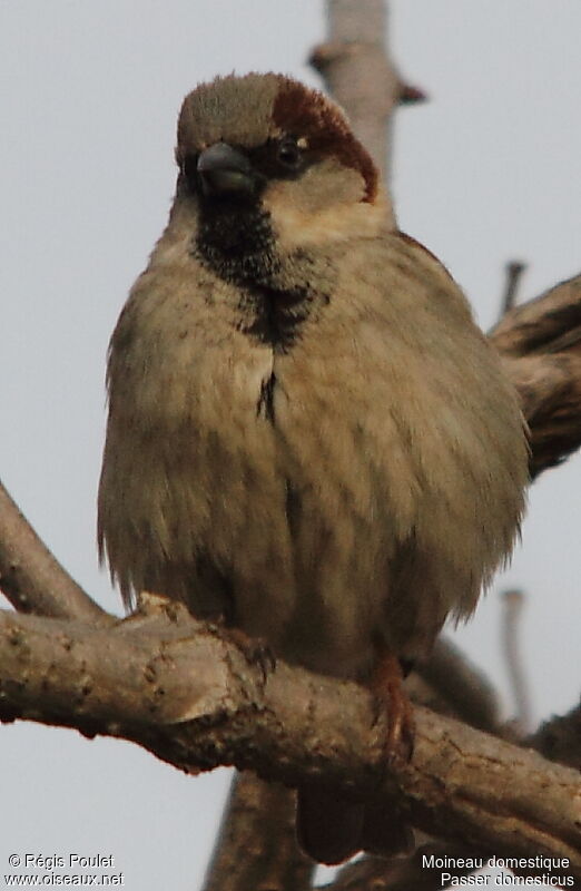 Moineau domestique mâle adulte