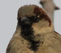 Moineau domestique