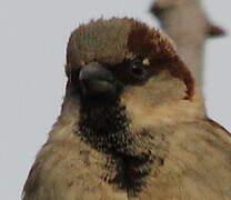 Moineau domestique