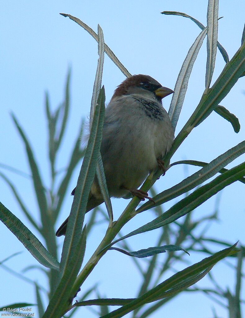 Moineau domestique mâle adulte internuptial