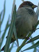 Moineau domestique